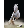 Füzet, tűzött, A4, kockás, 32 lap, COOL BY VICTORIA, "Aurora borealis", "87-32"