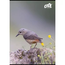 Füzet, tűzött, A4, vonalas, 80 lap, COOL BY VICTORIA "Birds"