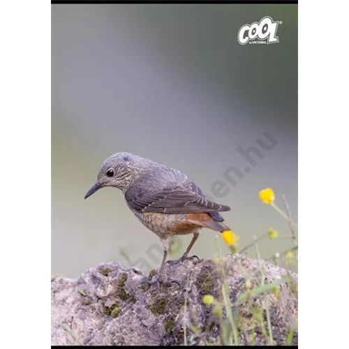 Füzet, tűzött, A4, vonalas, 80 lap, COOL BY VICTORIA "Birds"